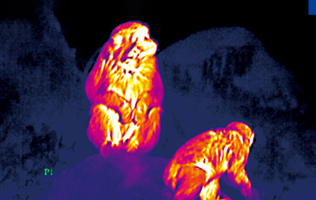 紅外熱成像在生命探測方面的應用——災區(qū)人員搜救和野外動物搜尋